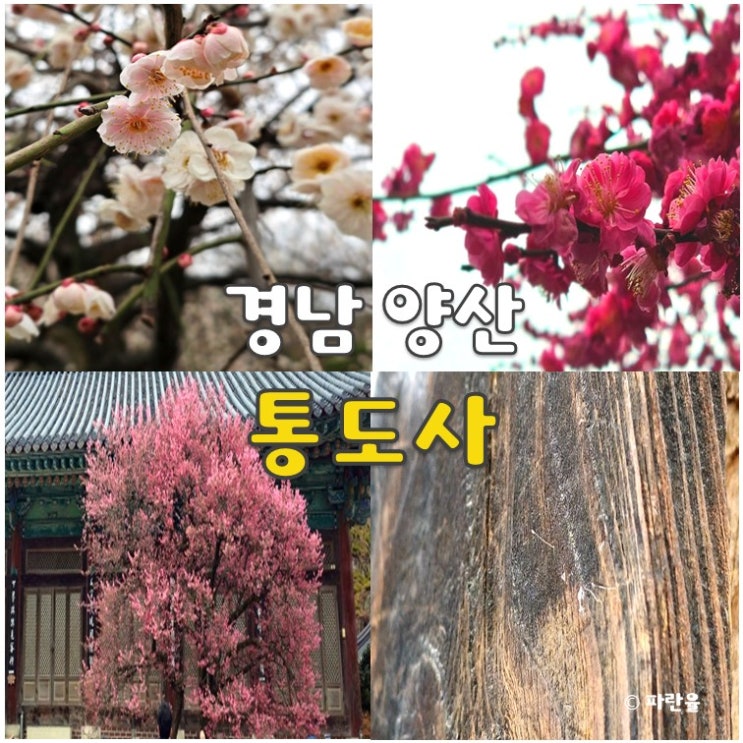  통도사 홍매화 우담바라 실시간 개화 상태 주차 경남 양산 3월 꽃놀이