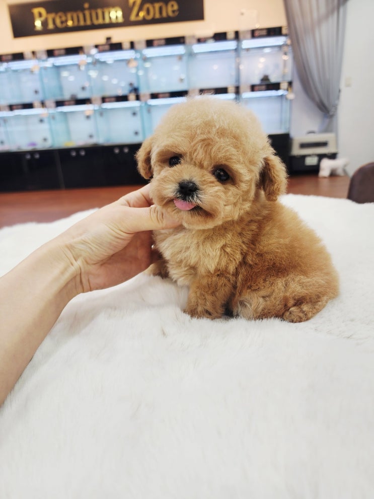  1kg대 부모견 외동딸 타이니푸들 입소 세종시 강아지분양 원독