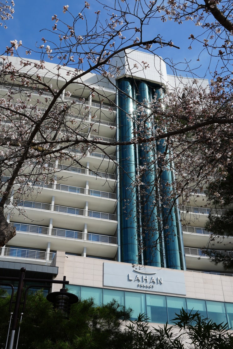 경주 라한셀렉트 키즈 동반 숙박 팁! 경주산책 경주 벚꽃뷰 호텔