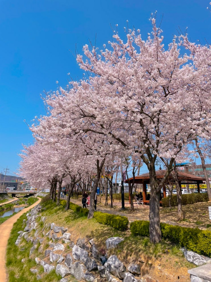  충남 홍성 벚꽃 명소 거북이 마을과 대교공원