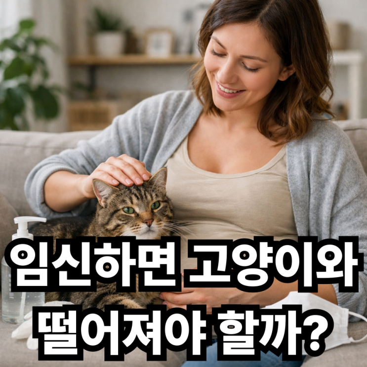  임신 중 반려묘 키워도 될까?  톡소플라스마 감염 예방법 총정리