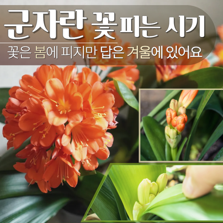  군자란꽃피우는법 피는시기 키우기