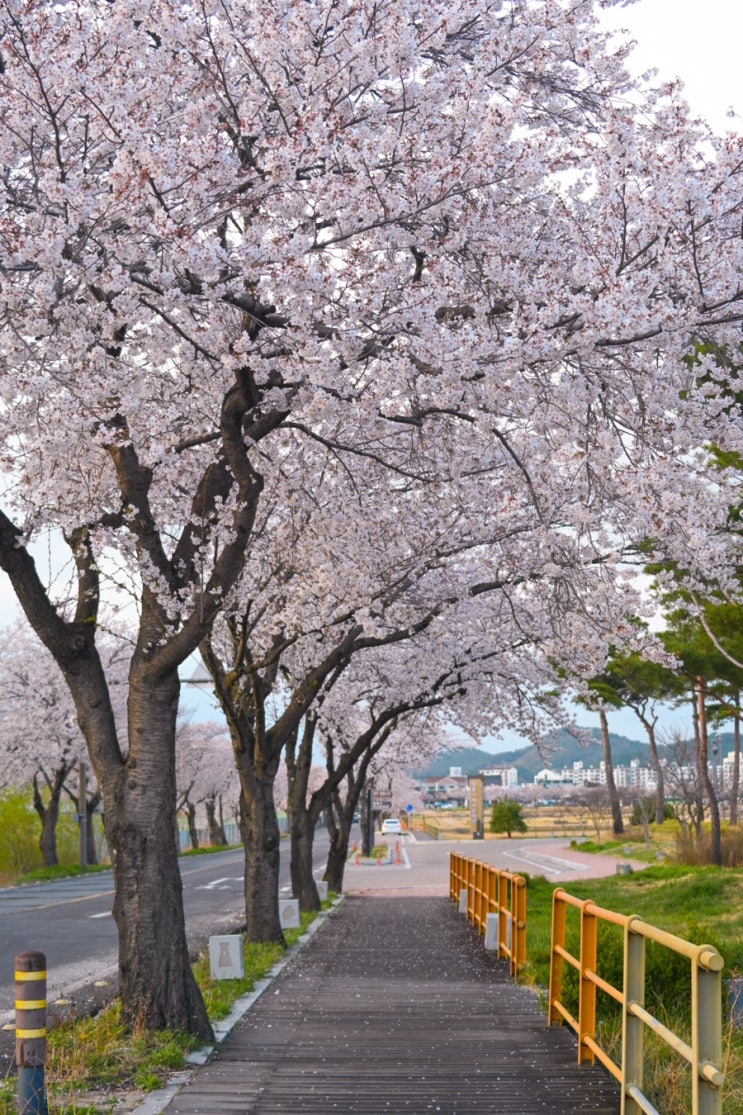  경주 벚꽃 개화시기 첨성대와 보문정