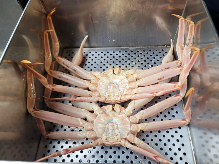 마산 어시장 대게 맛집 | 둥지횟집 완벽 솔직 후기