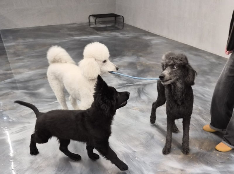 대형견호텔 유치원 빅독크루