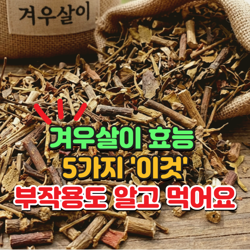 겨우살이 효능 5가지 먹는 방법 및 부작용 정리했어요