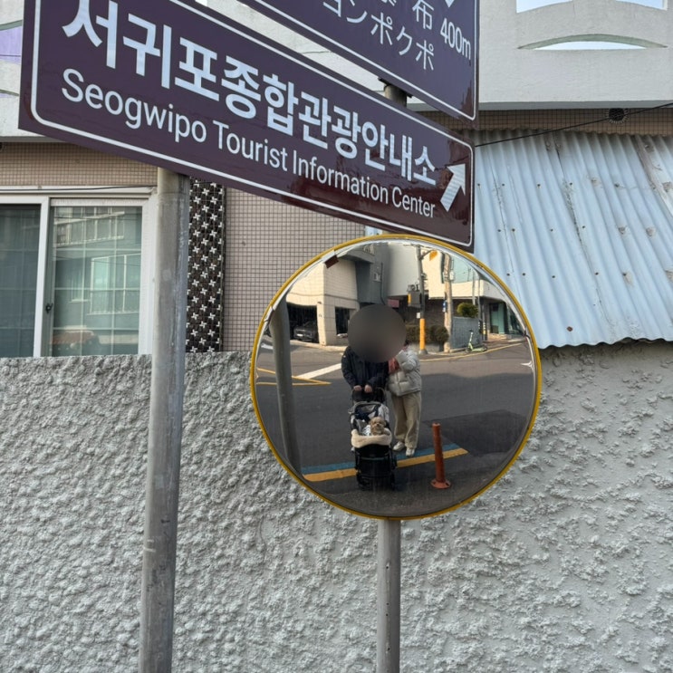  [애견동반 겨울 제주여행 Day4-5]어멍뚝배기/자구리공원/이중섭거리/제주 동백포레스트/대한목장/춘식이와 옥희