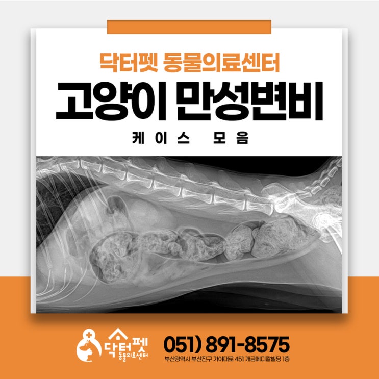  집사야 괴롭다! 고양이 스트레스성 변비와 만성변비 케이스 모음