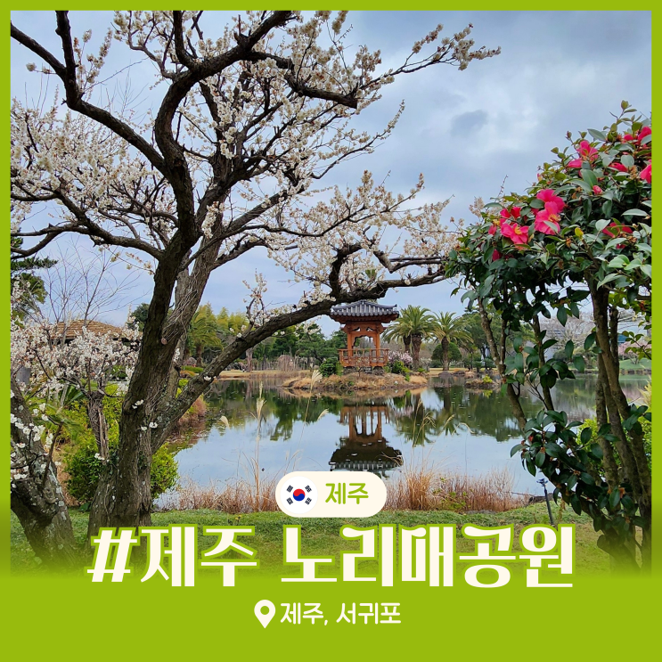  제주 노리매공원 매화 명소 3월 봄 여행 서귀포 가볼만한곳