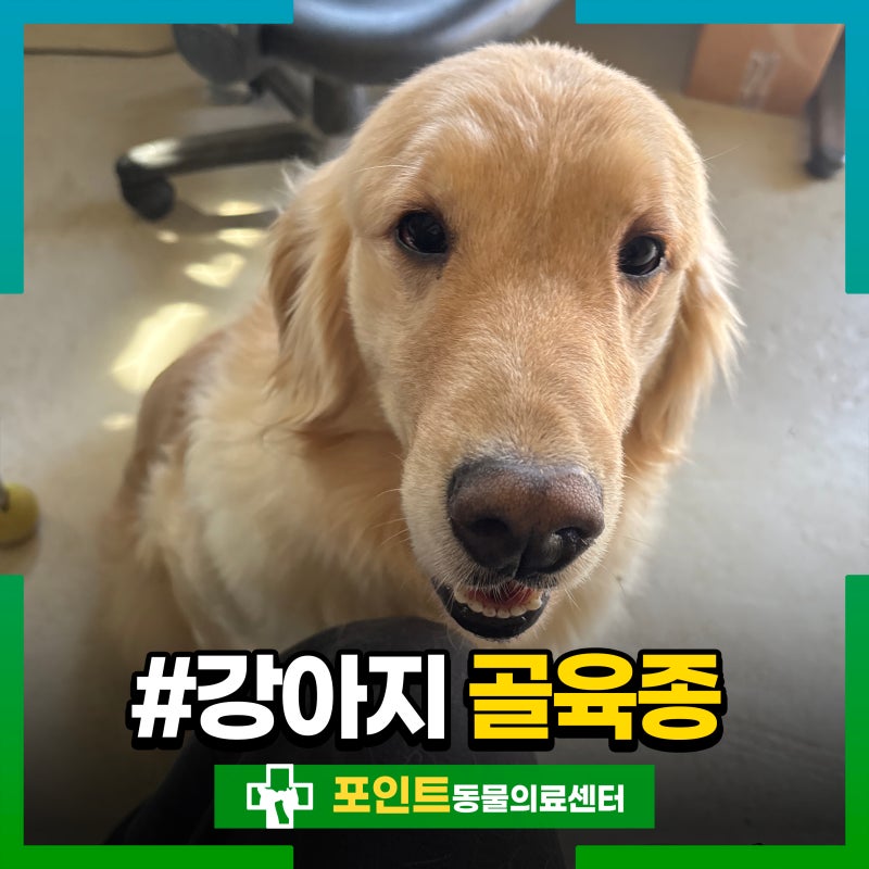 강아지 골육종 증상 다리 절뚝, 심지어 골절까지!