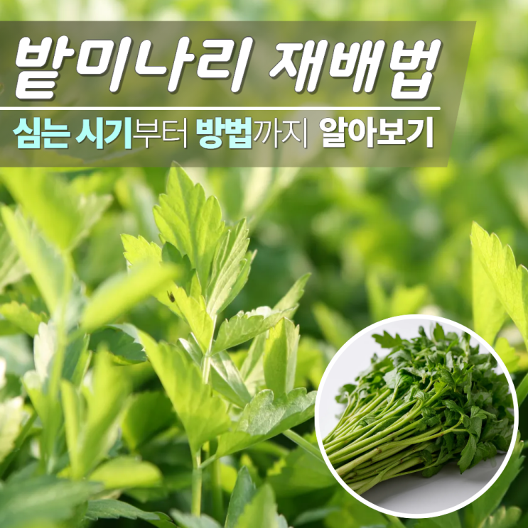  밭미나리 재배법 심는시기 방법 관리