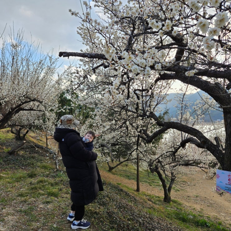  양산 순매원 매화 매화축제일정 실시간 개화상황