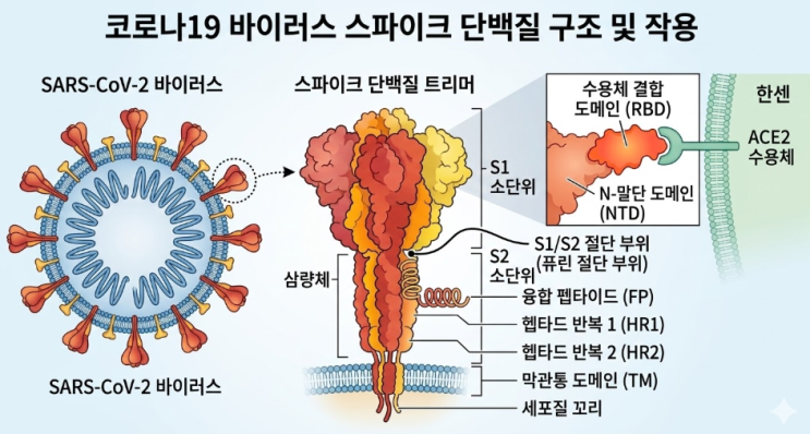  [면역학] 백신의 종류와 원리 2 (코로나19, DNA, mRNA, 바이러스벡터 백신)