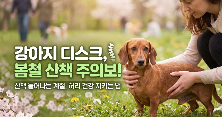  광명동물병원 다시봄동물의료센터_강아지 디스크 봄철 주의보｜산책 늘어나는 계절, 허리 통증 늘어나는 이유