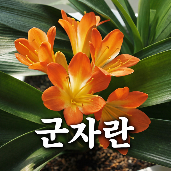 군자란 키우기 꽃 피는 조건과 관리 방법 정리