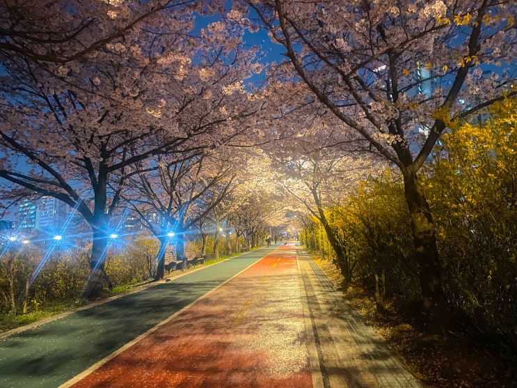  잠실나루 성내천 산책길에서 조용한 벚꽃 산책