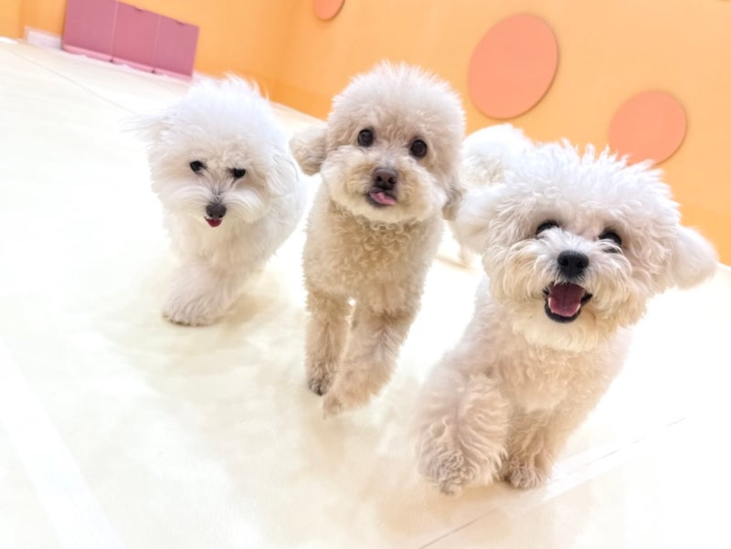 일산애견유치원 시우스쿨링 대화