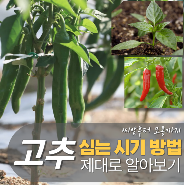  고추 심는시기 모종 씨앗 방법 간격 파종