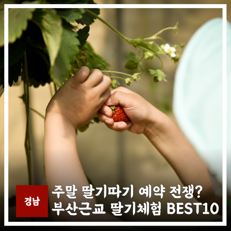  부산근교 딸기체험 아이랑 가볼만한곳 베스트 10곳 정리