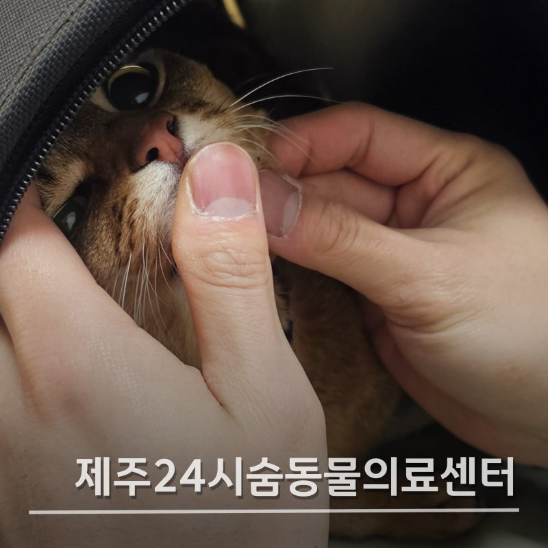 [제주 동물병원] 제주24시숨동물의료센터 : 제주 24시 동물병원 , 제주 동물병원 추천