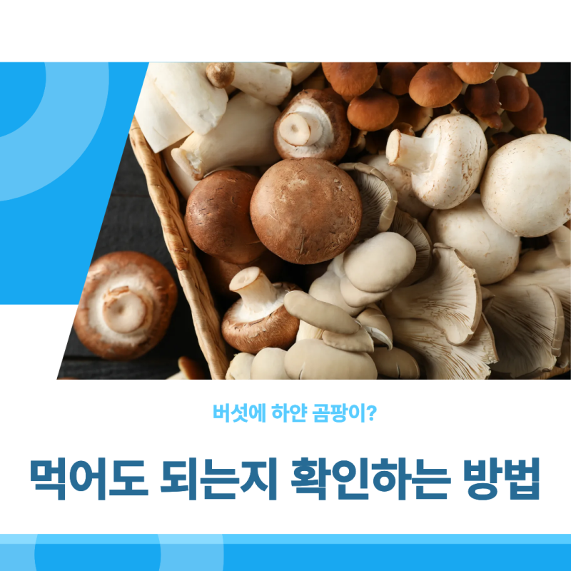 버섯에 하얀 곰팡이? 먹어도 되는지 확인하는 방법
