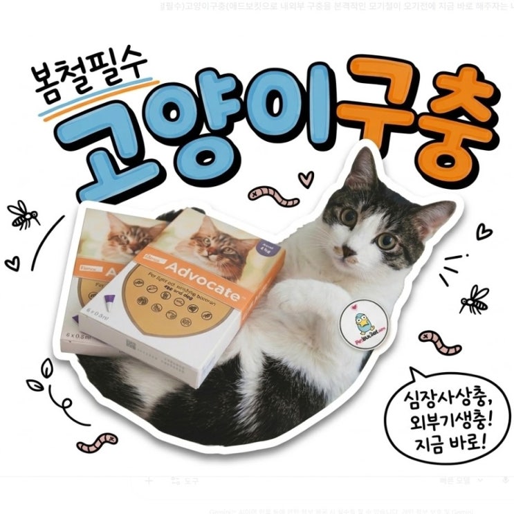  봄 되면 꼭 해야 하는 고양이 구충, 실내묘도 필요한 이유