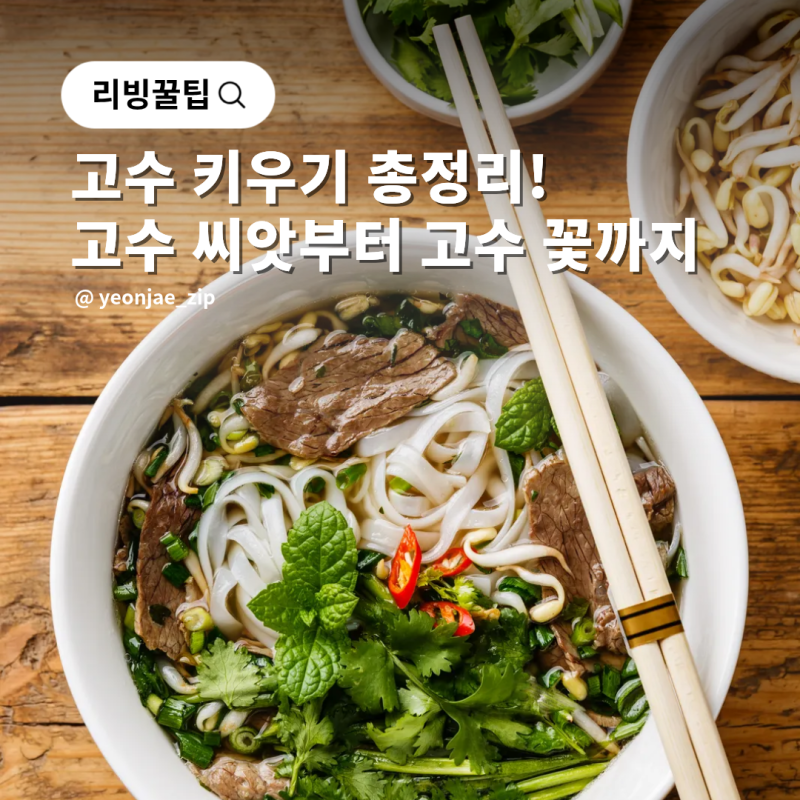 고수 키우기 총정리! 고수 씨앗부터 모종 화분 꽃까지
