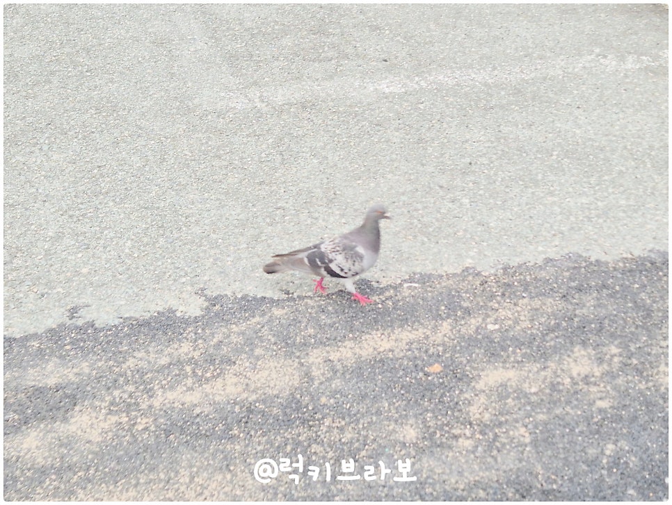 연지갈매기 사진 6