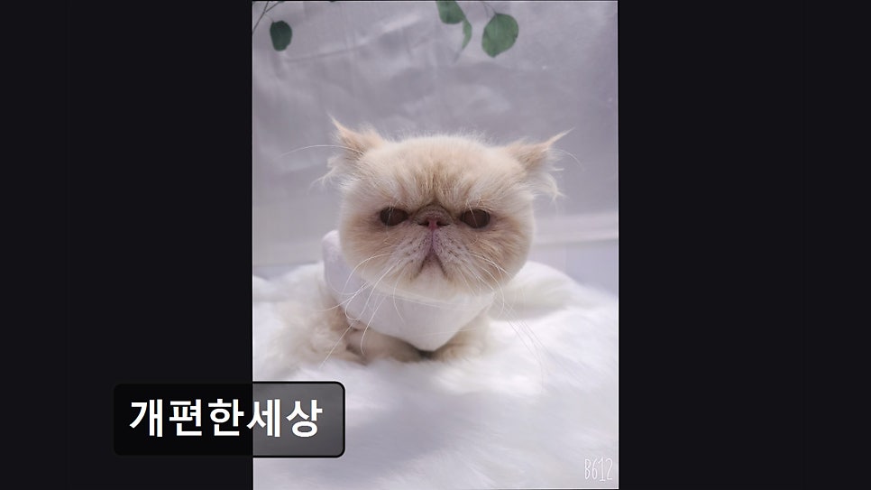 Gaepyeonhansesang photo 2