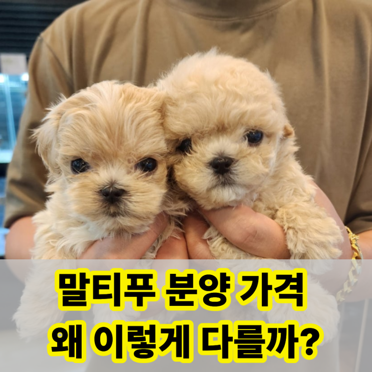  세종 말티푸 분양 가격 왜 이렇게 차이가 날까요? 실제 상담 이야기