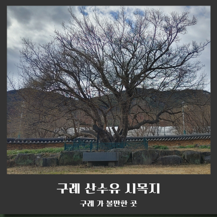  구례 여행 필수 코스: 1,000년의 역사를 간직한 ‘산수유 시목지’를 찾아서 (효능 및 유래 정리)