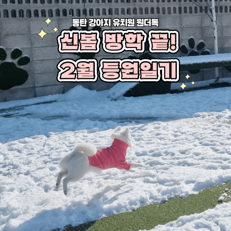  동탄 강아지 유치원 원더독 신봄 겨울 방학 끝 2월 등원 일기