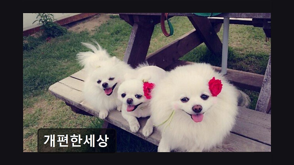 Gaepyeonhansesang photo 5