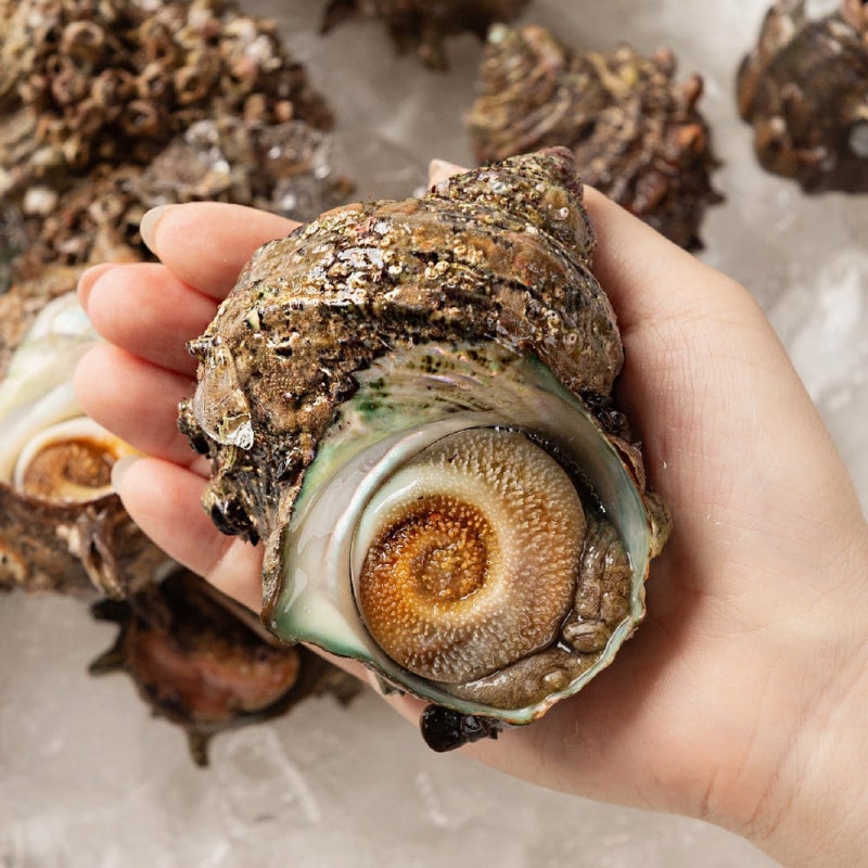 제철 뿔소라 1kg, 이 맛에 이 가격이라니! 놓치면 후회해요