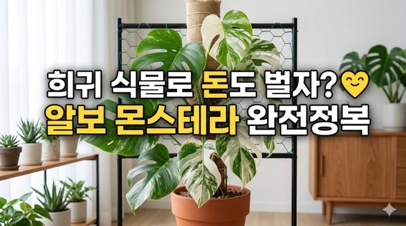 “알보 몬스테라 키우기 완전 가이드｜희귀 흰잎 식물 초보도 OK!”
