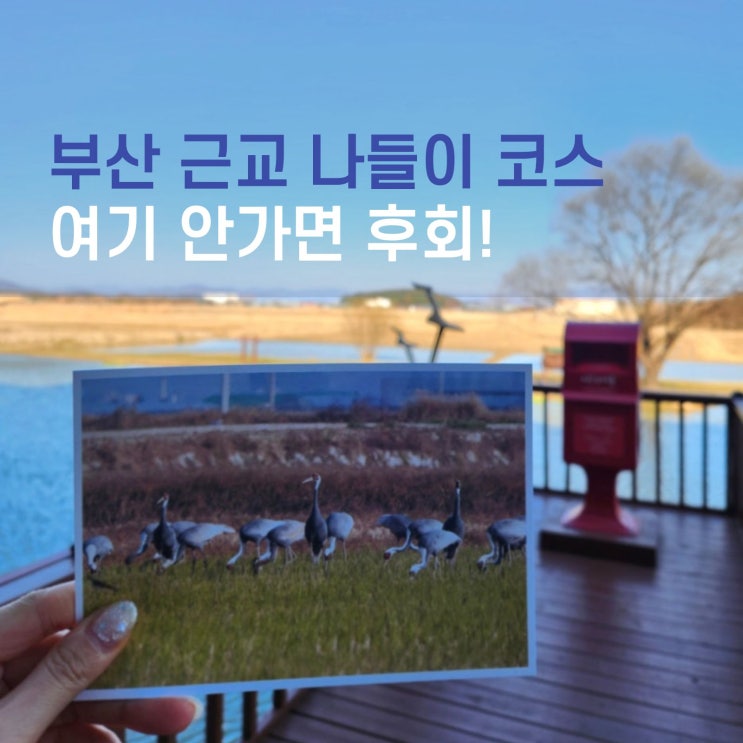  부산근교 가볼만한 곳! 아이와 가기 좋은 창원 주남저수지 주말 나들이 코스