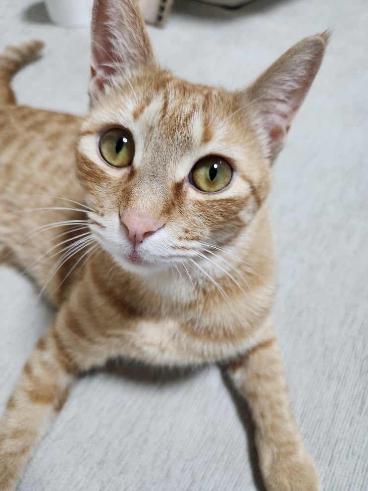  고양이 강아지 수염 실수로 잘랐는데 어떡하죠?