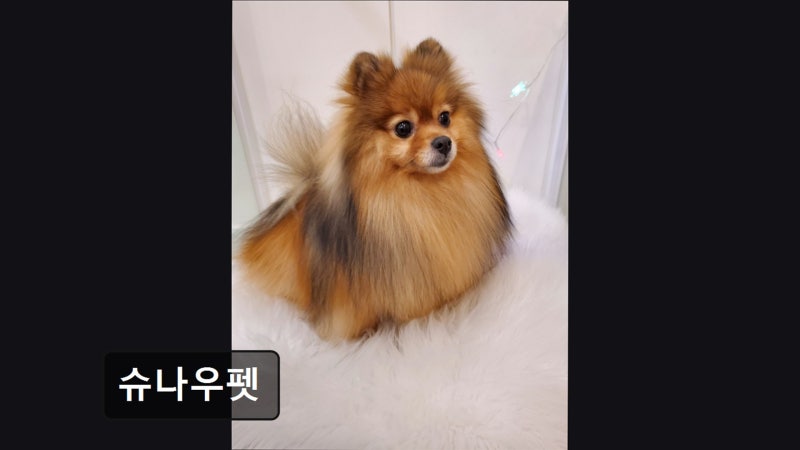 사진 2