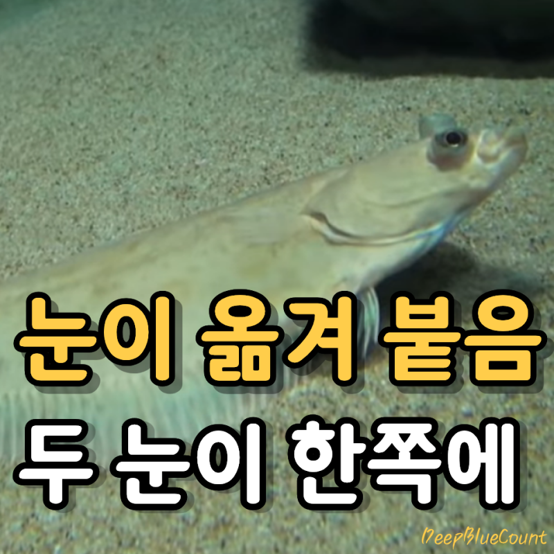 “눈만 동동”… 태어날 땐 정상, 크면 눈이 옮겨 붙는다? 유럽 가자미 실화