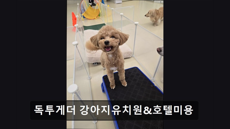 독투게더 강아지유치원&호텔미용