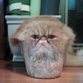  고양이 액체설 좁은 곳 러버 고양이 행동 특징