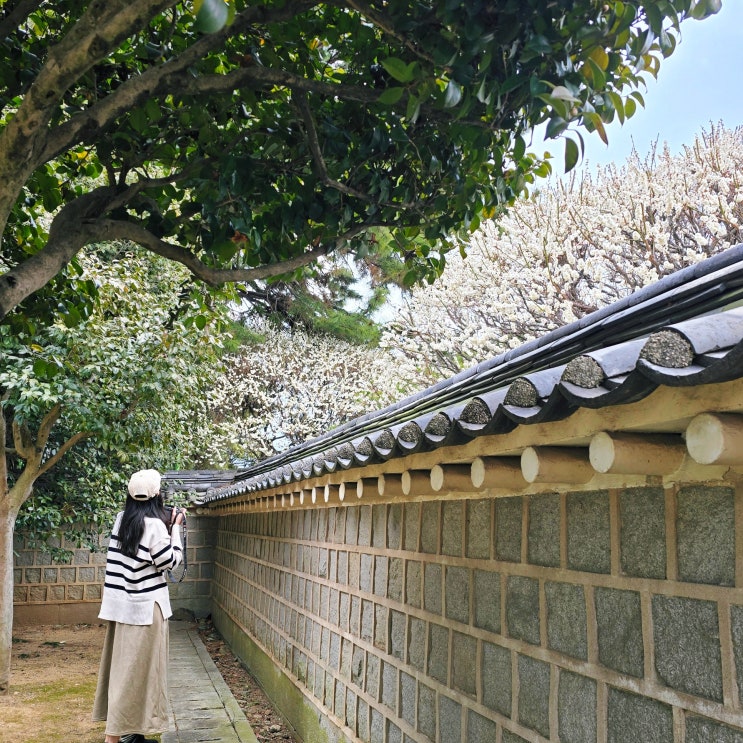  부산 매화 명소 3곳, 충렬사 수영사적공원 부산유엔공원 산책로