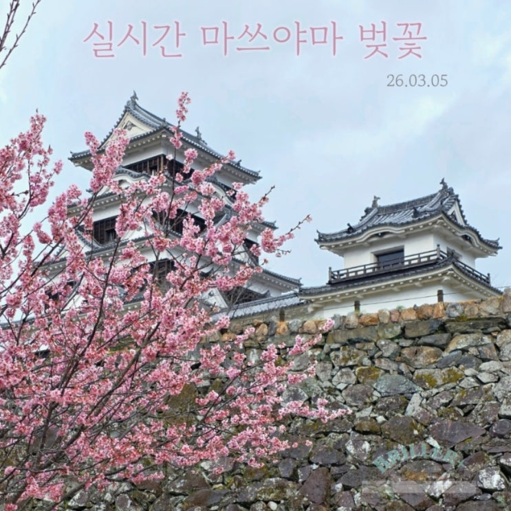  마쓰야마 벚꽃 개화 현황 ft. 2026년 3월 5일, 일본 전국 개화 만개 시기 예상 지도