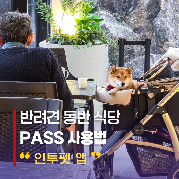  반려견 예방접종 증명 앱 인투펫 사용법｜애견동반 식당 출입 PASS