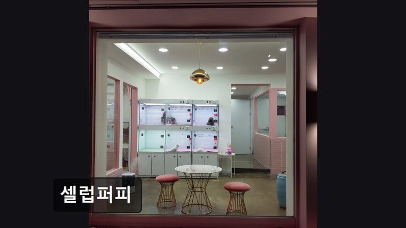 셀럽퍼피
