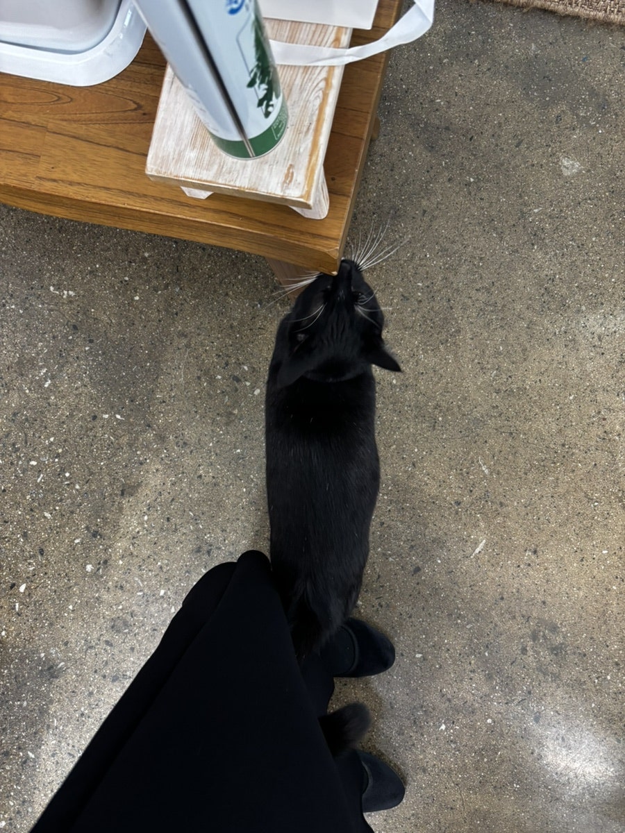 꽃수레 사진 7