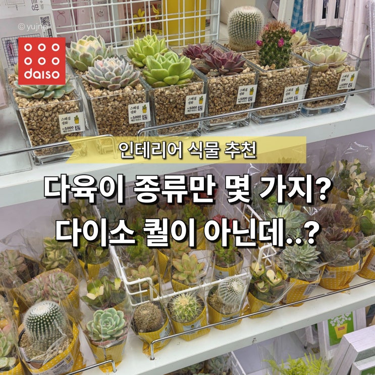  3천 원으로 시작하는 인테리어 식물, 다이소 다육이 추천