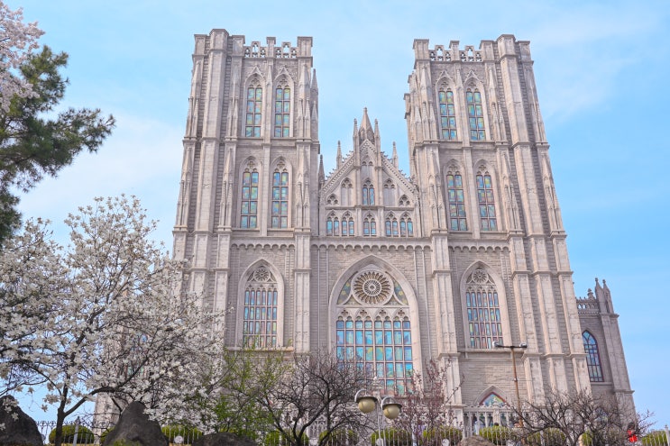  봄에 만나는 경희대 서울캠퍼스에서 벚꽃 산책
