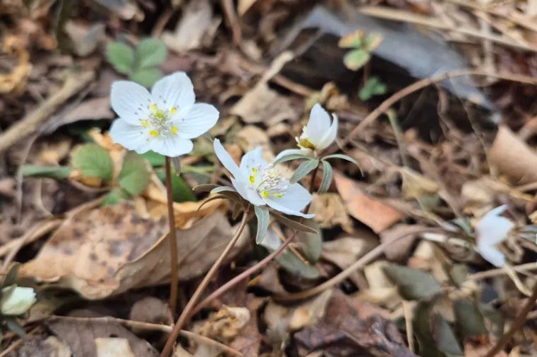 운하산 사진 4