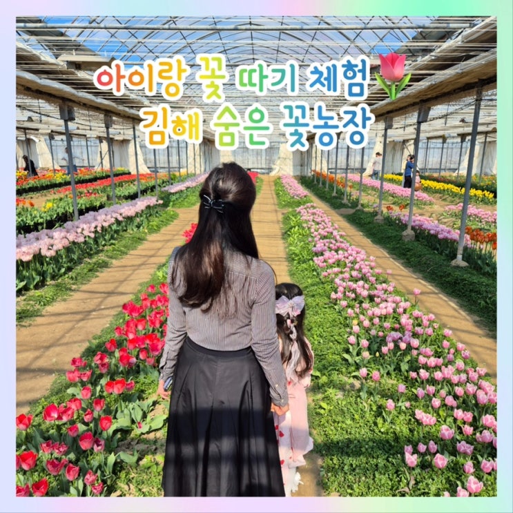  김해 꽃체험 농장 플라워팜팜 후기 | 튤립 수확 체험 아이랑 다녀왔어요